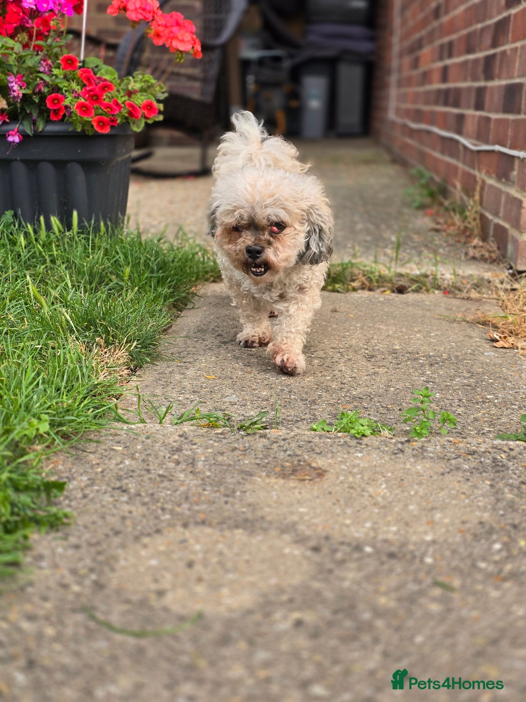 Shihpoo dogs for sale: Elderly Dog for Rehoming - Image 3