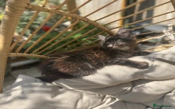 Maine Coon cats for sale: Stunning Black Smoke TiCA kittens  - Image 17