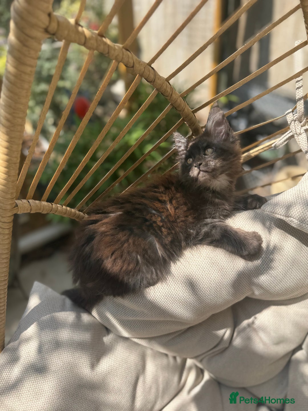 Maine Coon cats for sale: Stunning Black Smoke TiCA kittens  - Image 17