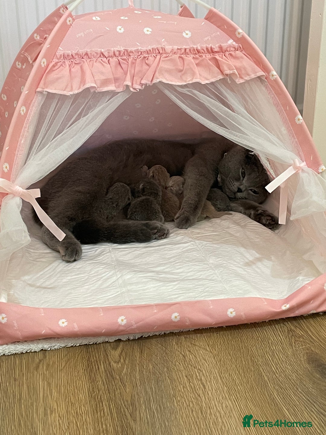 Scottish Fold cats for sale: Scottish Fold/ Straight kitties  - Advert 31