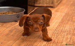 Miniature Dachshund dogs for sale: BEAUTIFUL MINI DACHSHUND PUPPIES READY NOW - Image 16