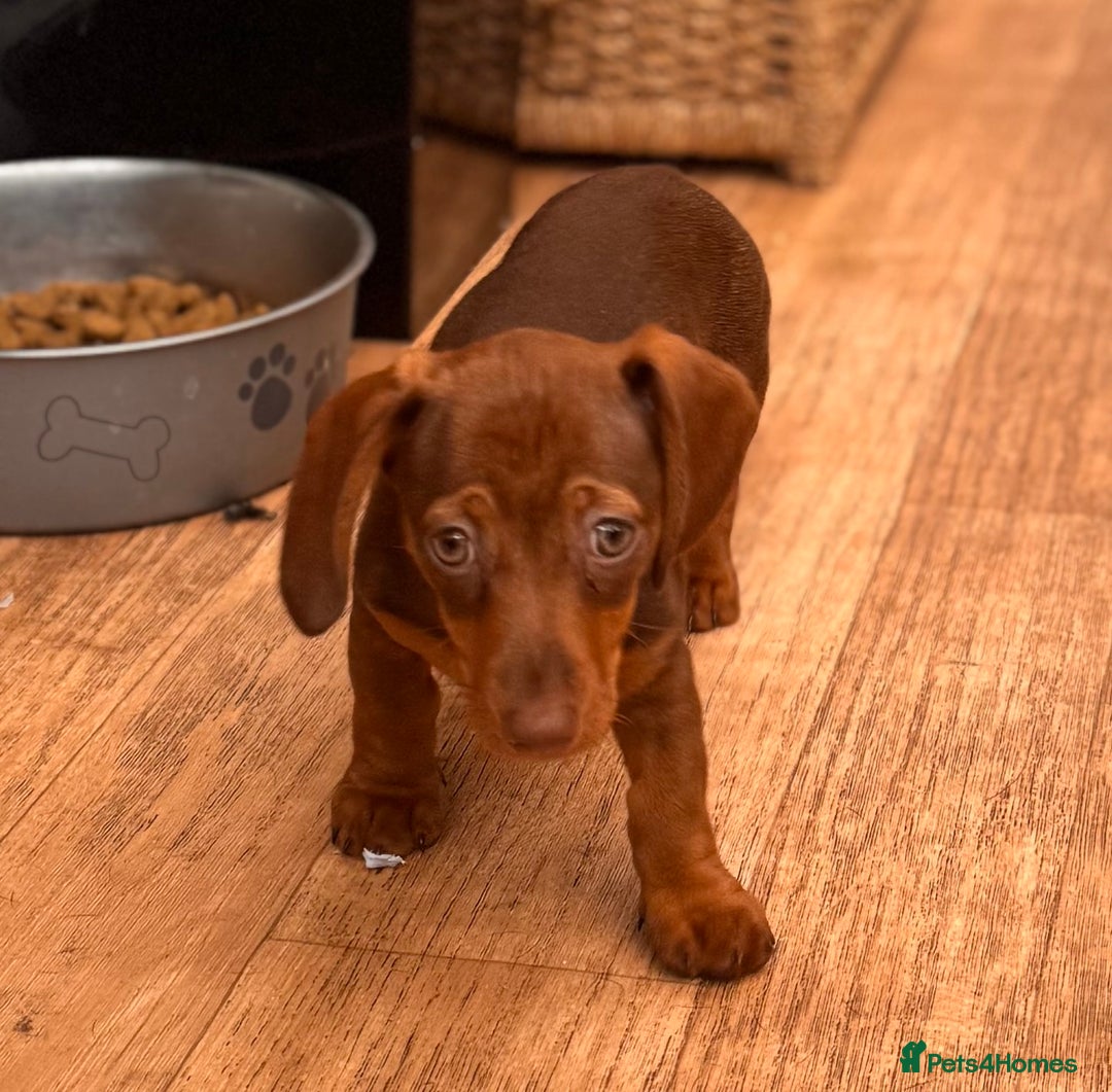 Miniature Dachshund dogs for sale: BEAUTIFUL MINI DACHSHUND PUPPIES READY NOW - Image 16