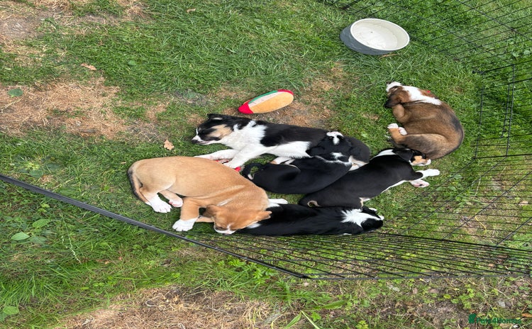 Mixed Breed dogs for sale - Advert 1