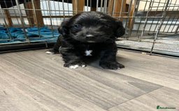 Jackapoo dogs for sale: Adorable Jackapoo puppies for sale !!!! - Image 10