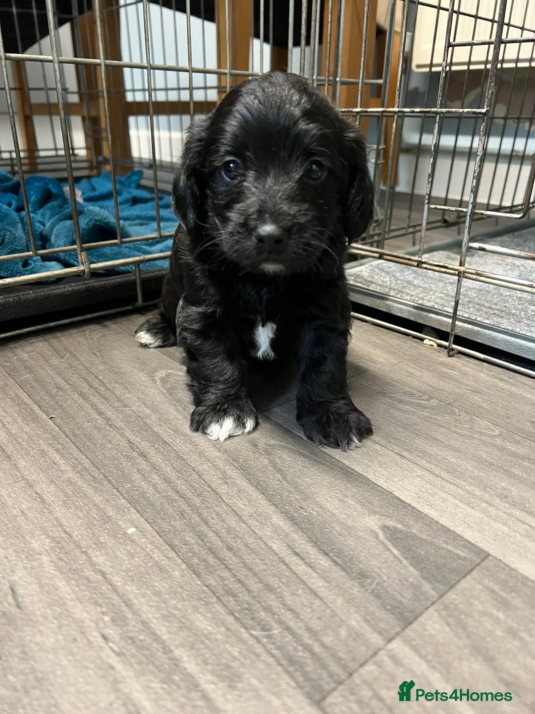 Jackapoo dogs for sale: Adorable Jackapoo puppies for sale !!!! - Image 10