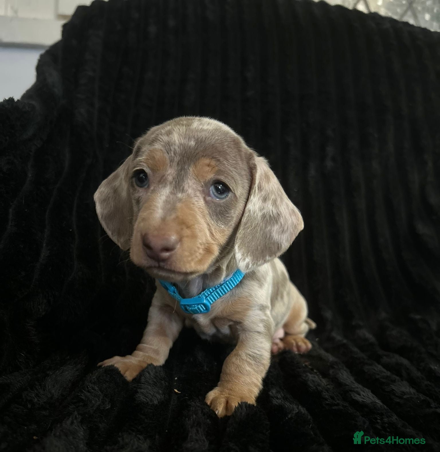 Miniature Dachshund dogs Miniature Dachshund Isabella Dapple - Advert 1