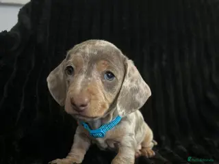 Miniature Dachshund dogs Miniature Dachshund Isabella Dapple - Advert 1