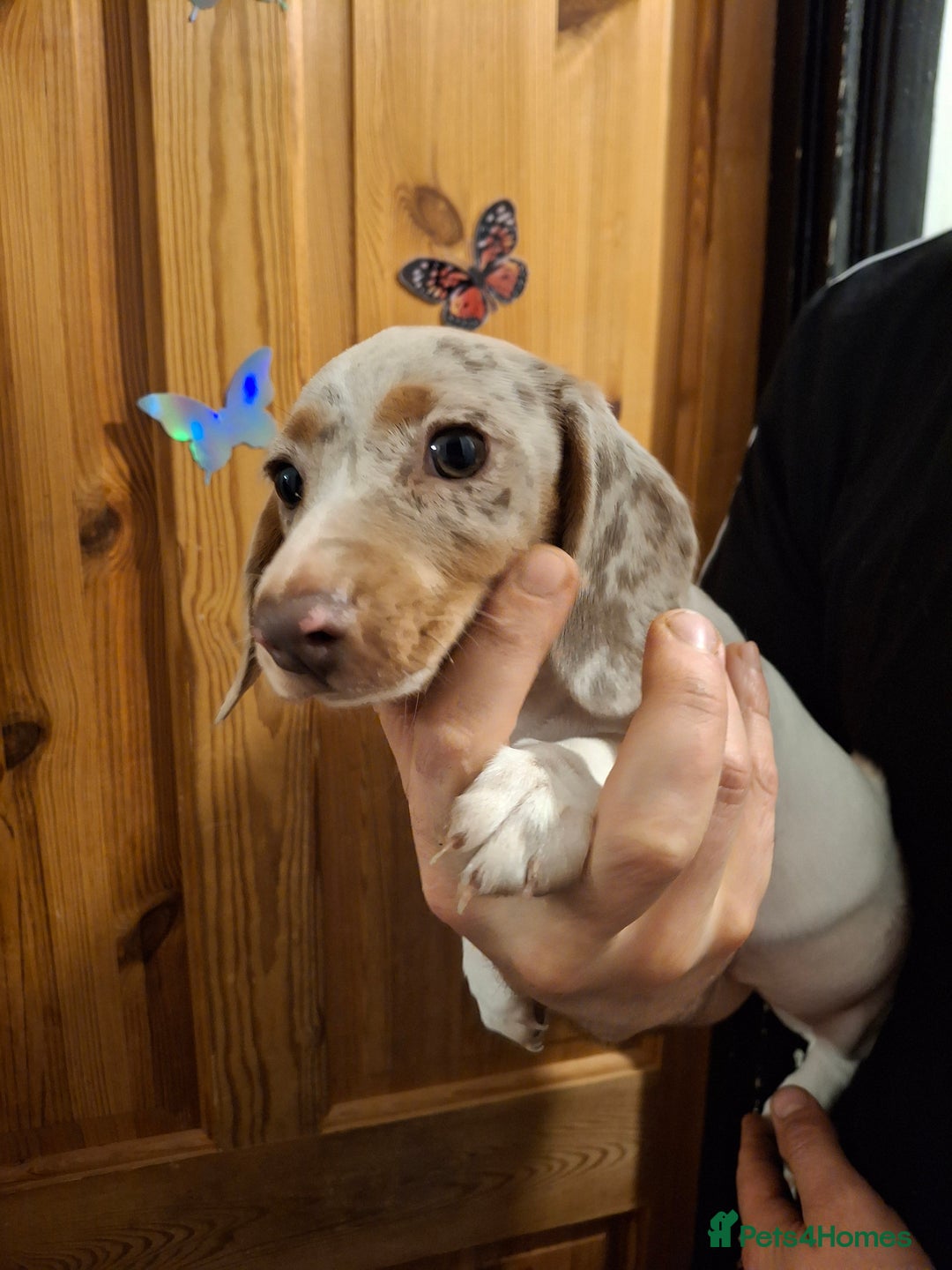 Dachshund dogs for sale: Beautiful Dachshund Puppies looking for a Home - Advert 11