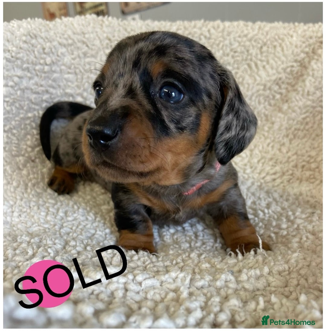 Miniature Dachshund dogs for sale: Miniature Dachshund Smooth Puppies KC Reg - Advert 11
