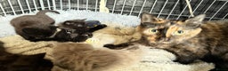 Mixed Breed cats for sale: 5 kittens  - Advert 3
