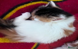 Mixed Breed cats for sale: Gorgeous Fluffy Kittens - Image 26
