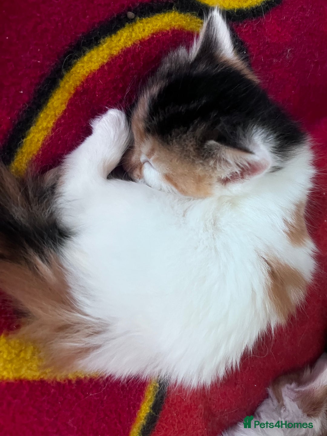 Mixed Breed cats for sale: Gorgeous Fluffy Kittens - Image 26