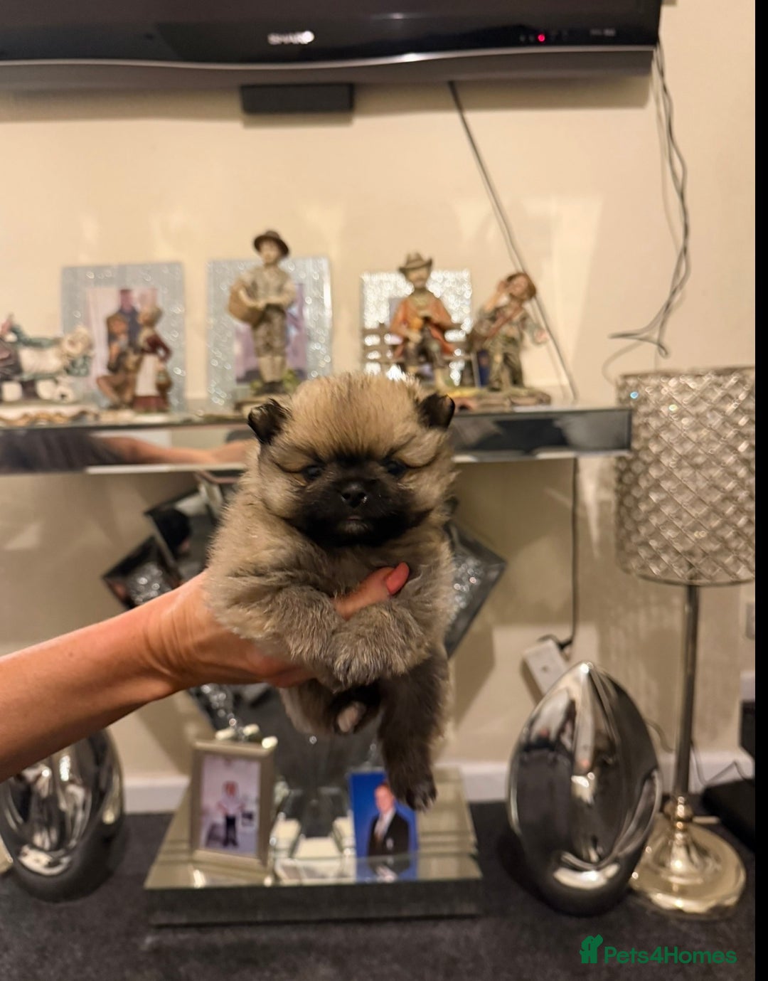 Pomchi dogs for sale: 3 beautiful pomchi - Advert 3