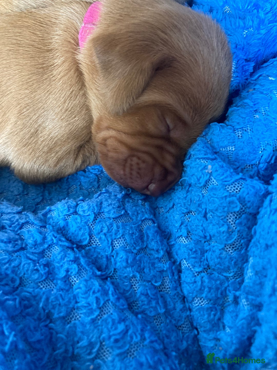 Hungarian Vizsla dogs for sale: 4 adorable Hungarian vizsla BOYS available - Image 17