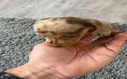 Miniature Dachshund dogs for sale: MINIATURE DACHSHUND PUPPIES FOR SALE - Image 4