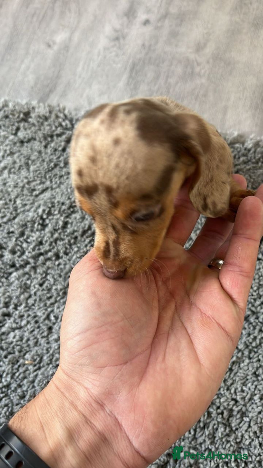 Miniature Dachshund dogs for sale: MINIATURE DACHSHUND PUPPIES FOR SALE - Image 4