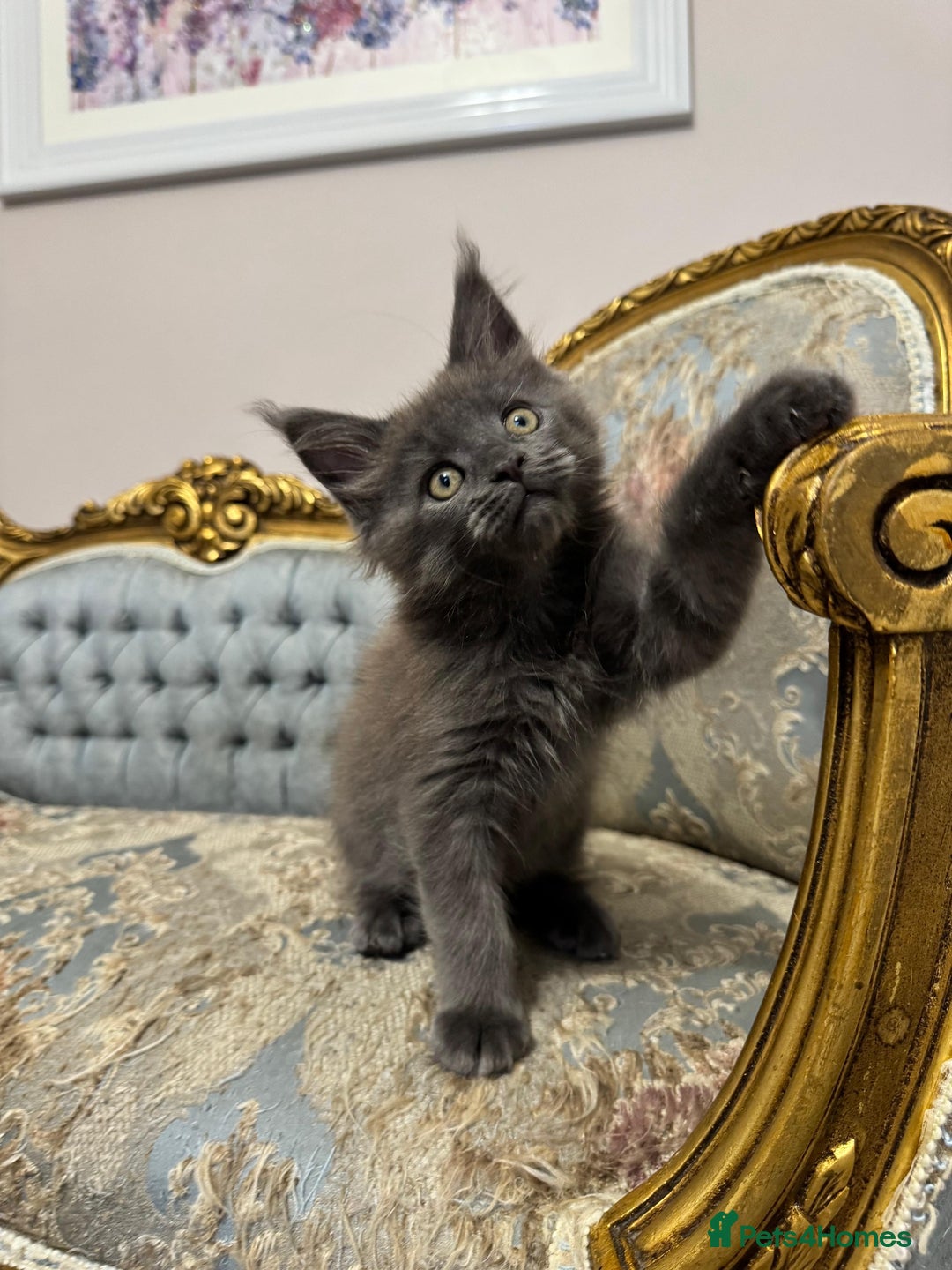 Maine Coon cats for sale: XXL Russian bloodline Maine Coon Kittens 20+Gen!🏆 - Image 25