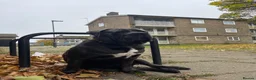Cane Corso dogs for sale: Cane Corso puppies - Advert 4