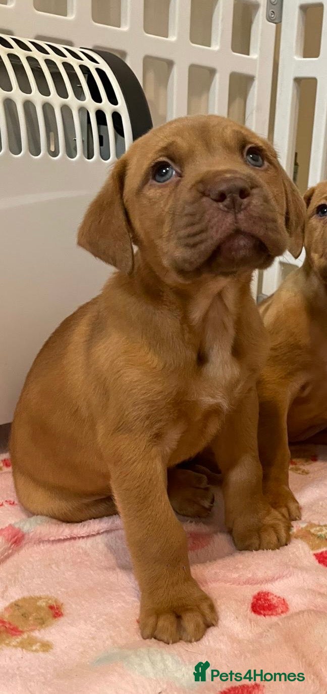 Dogue De Bordeaux dogs Female dogue de Bordeaux - Advert 8