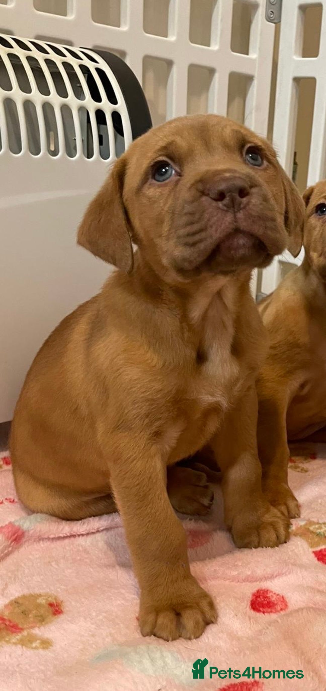 Dogue De Bordeaux dogs for sale: Female dogue de Bordeaux - Advert 1