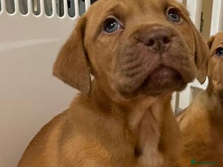 Dogue De Bordeaux dogs Female dogue de Bordeaux - Advert 5