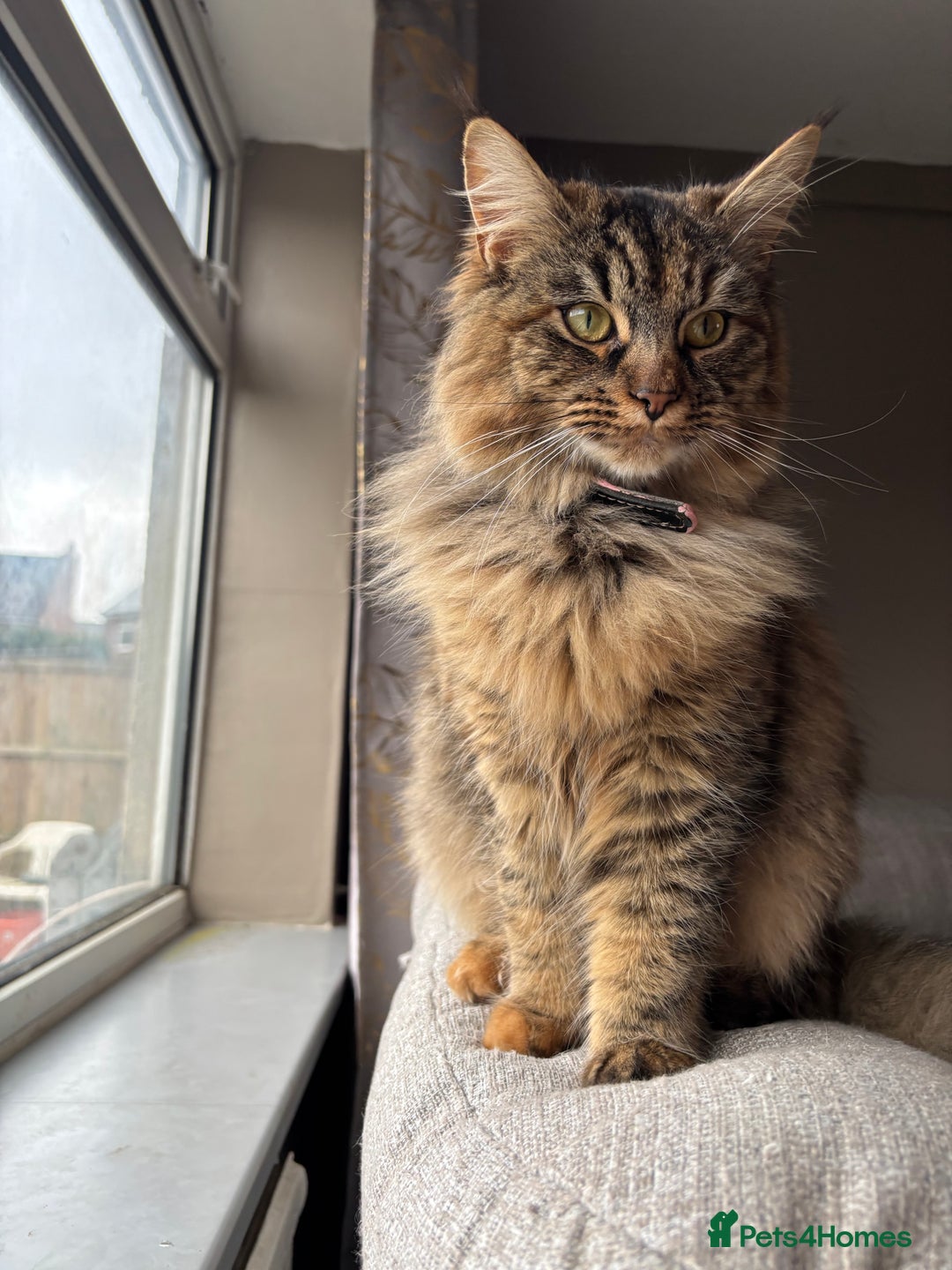 Siberian cats for sale: Siberian x kittens  - Image 13