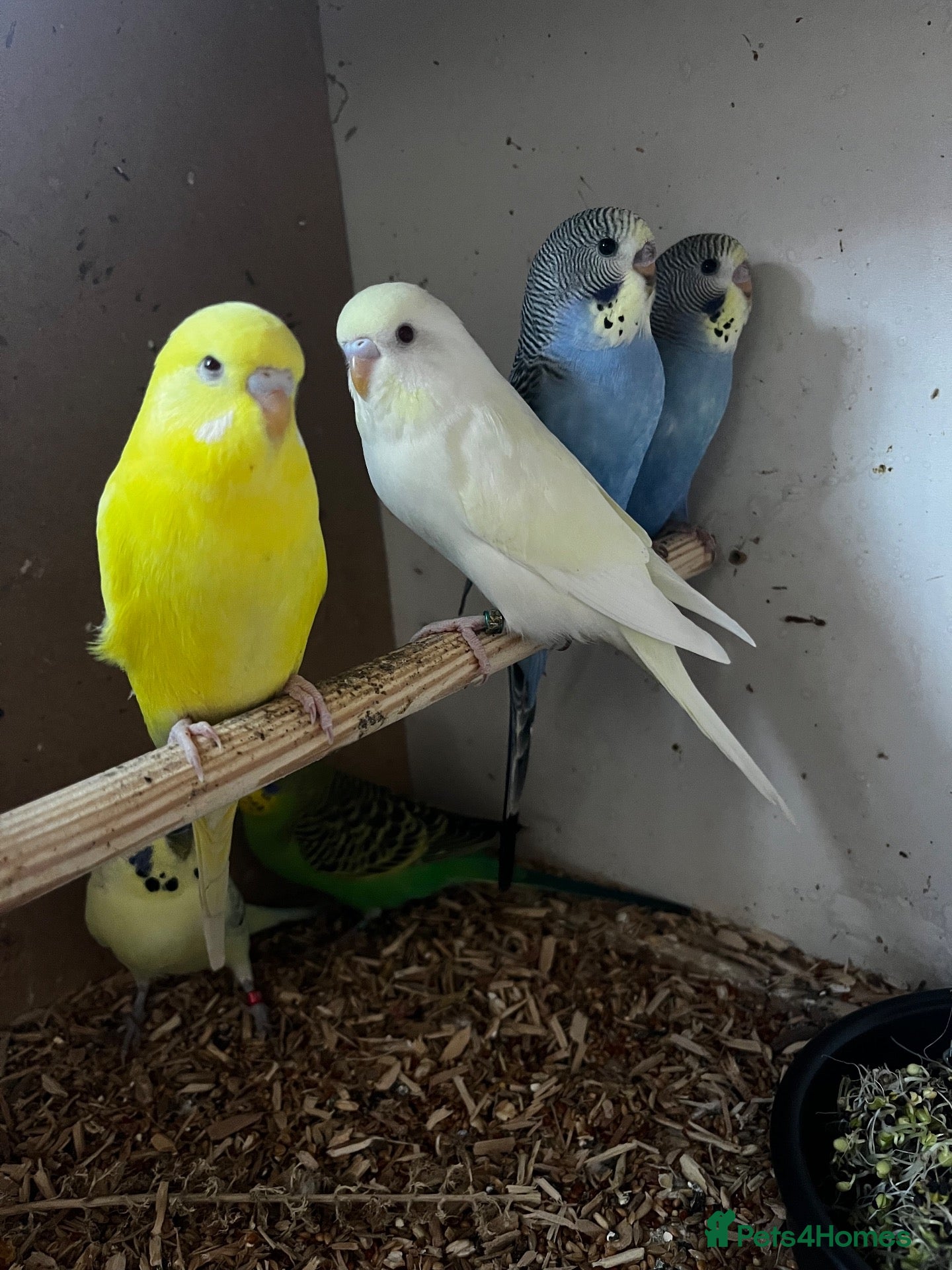 Budgerigars birds Budgies - Advert 3