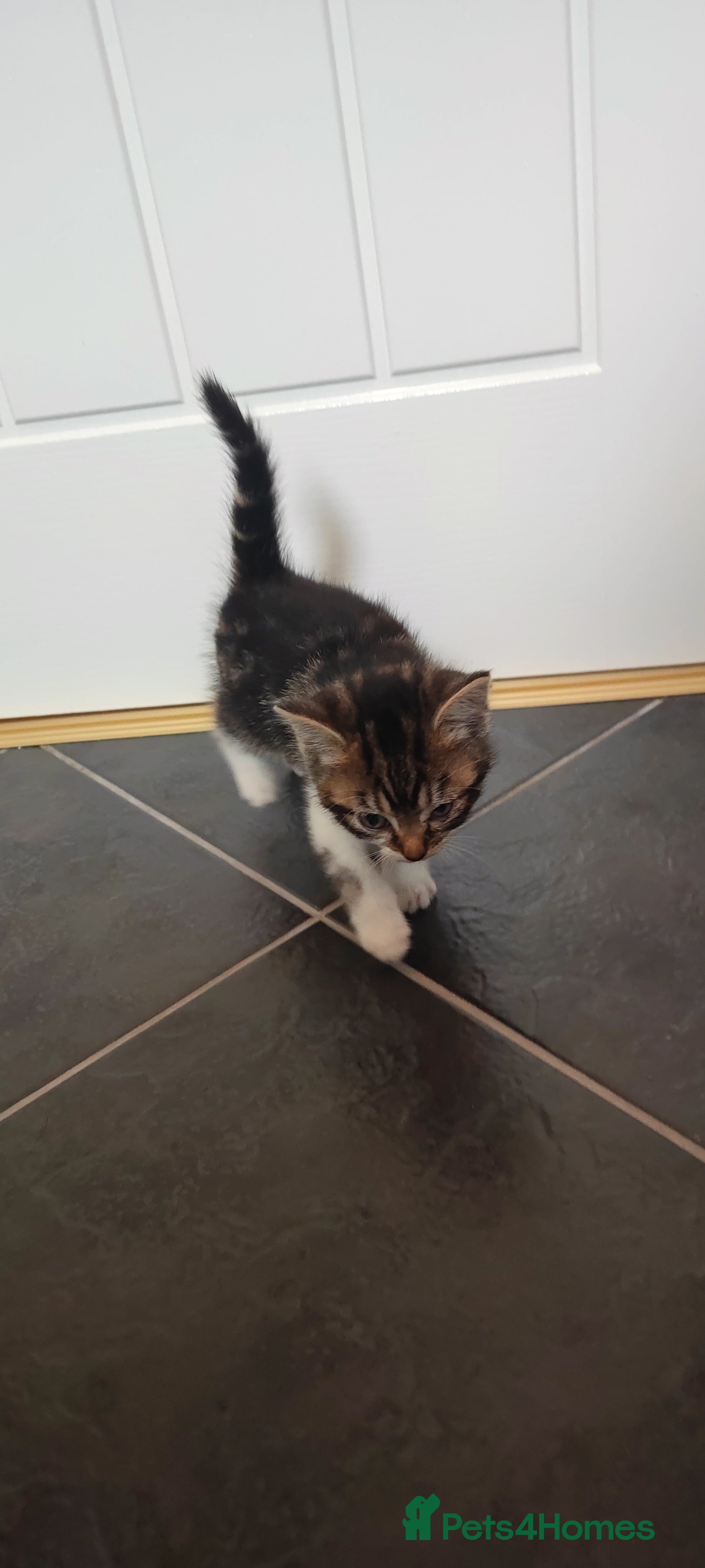 Mixed Breed cats Six beautiful kittens - Advert 2