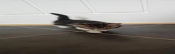 Mixed Breed cats for sale: Six beautiful kittens - Advert 2