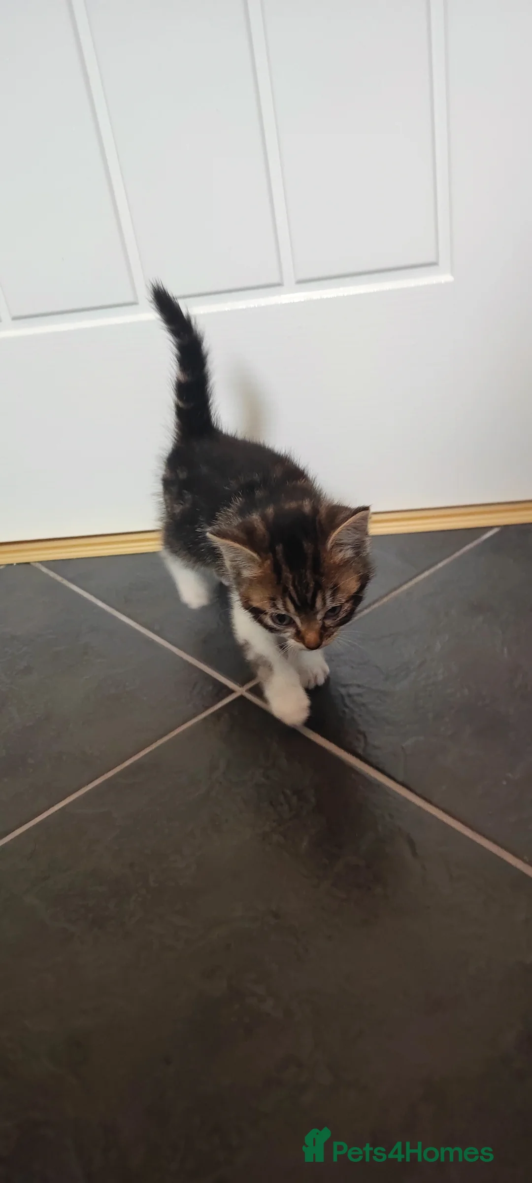 Mixed Breed cats for sale: Six beautiful kittens - Advert 2