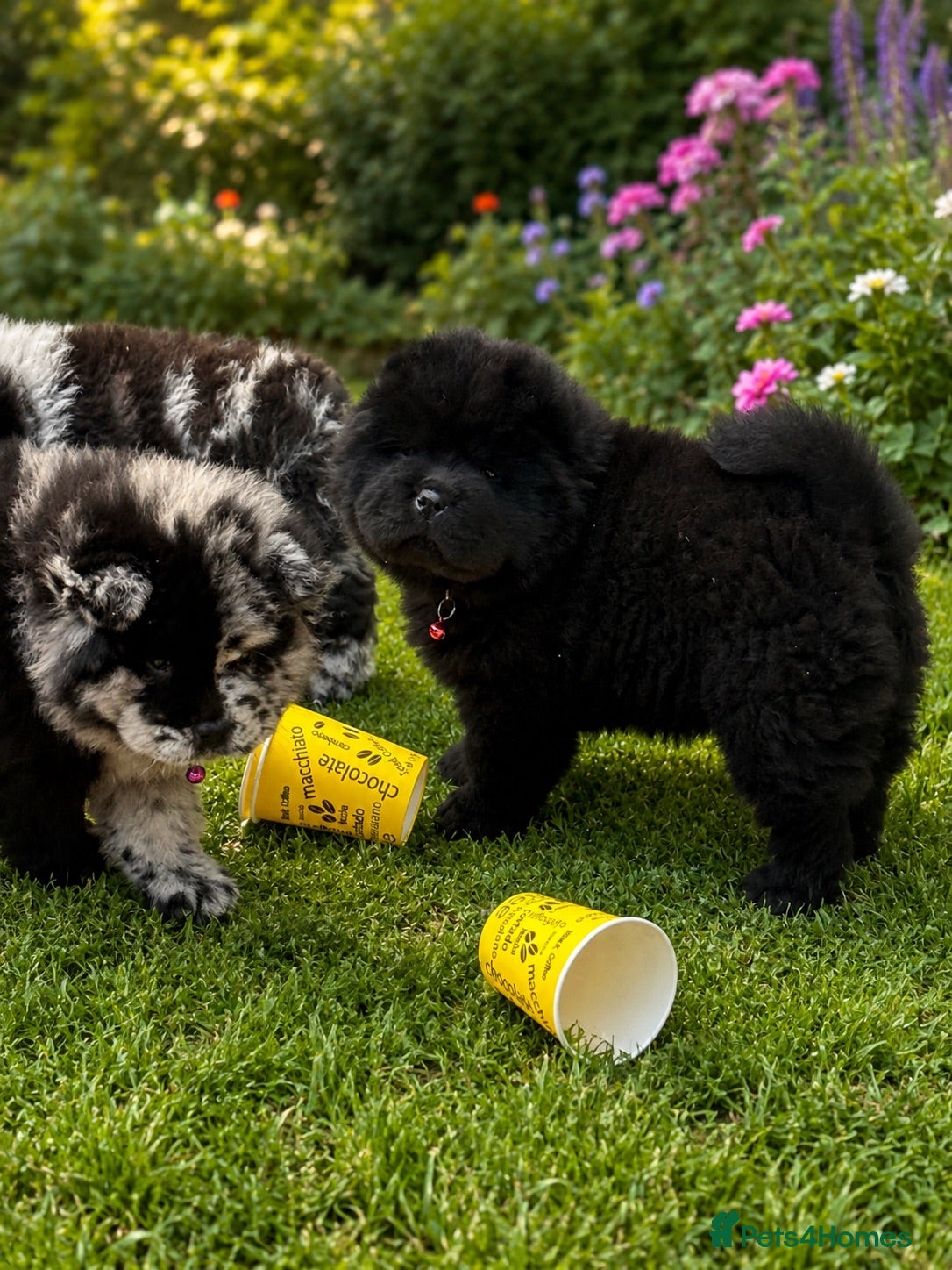 Chow Chow dogs Puppies chows looking for their forever homes. - Advert 12