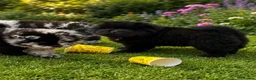 Chow Chow dogs for sale: Puppies chows looking for their forever homes. - Advert 1