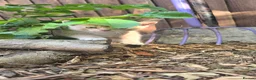 Russian Blue cats for sale: Male Russian Blue cross in Hemel Hempstead - Advert 2