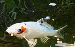 Koi Carp fish for sale: Japanese koi for sale - Image 2