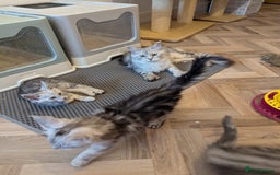 Maine Coon cats for sale: Beautiful silver tabby babies  - Image 12