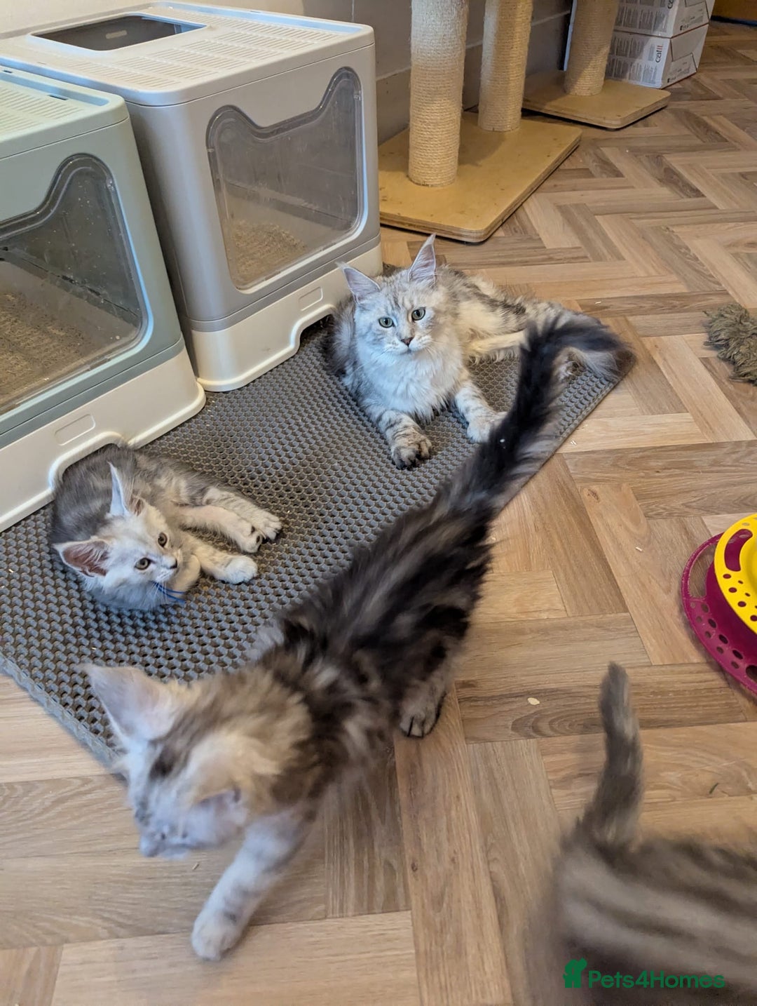 Maine Coon cats for sale: Beautiful silver tabby babies  - Image 12