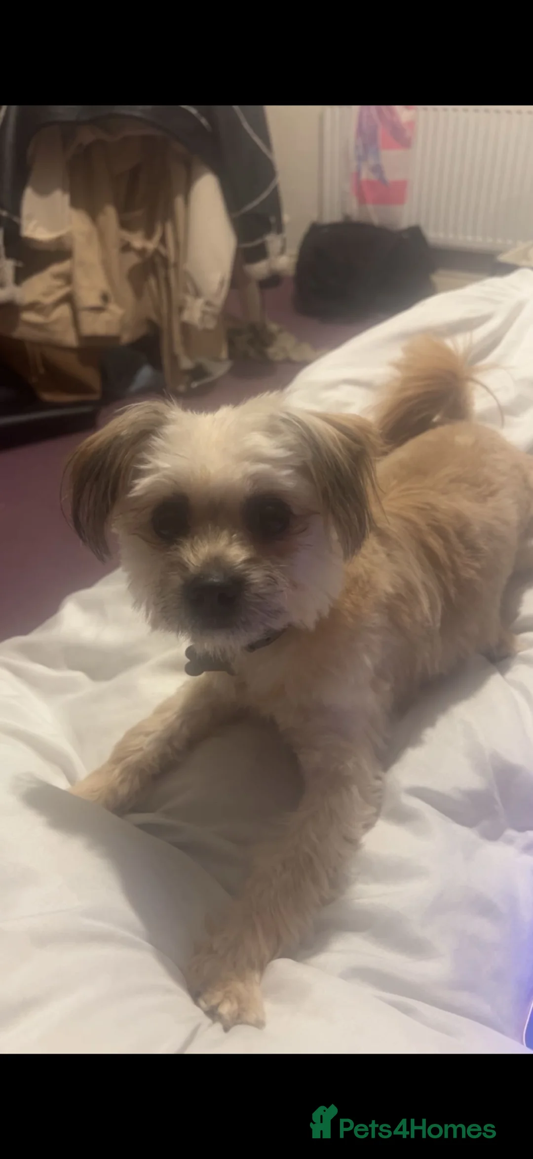 Mixed Breed dogs for sale: Missy  - Advert 3