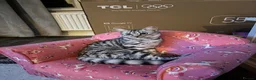 Mixed Breed cats for sale: 6 month female for sale - Advert 3