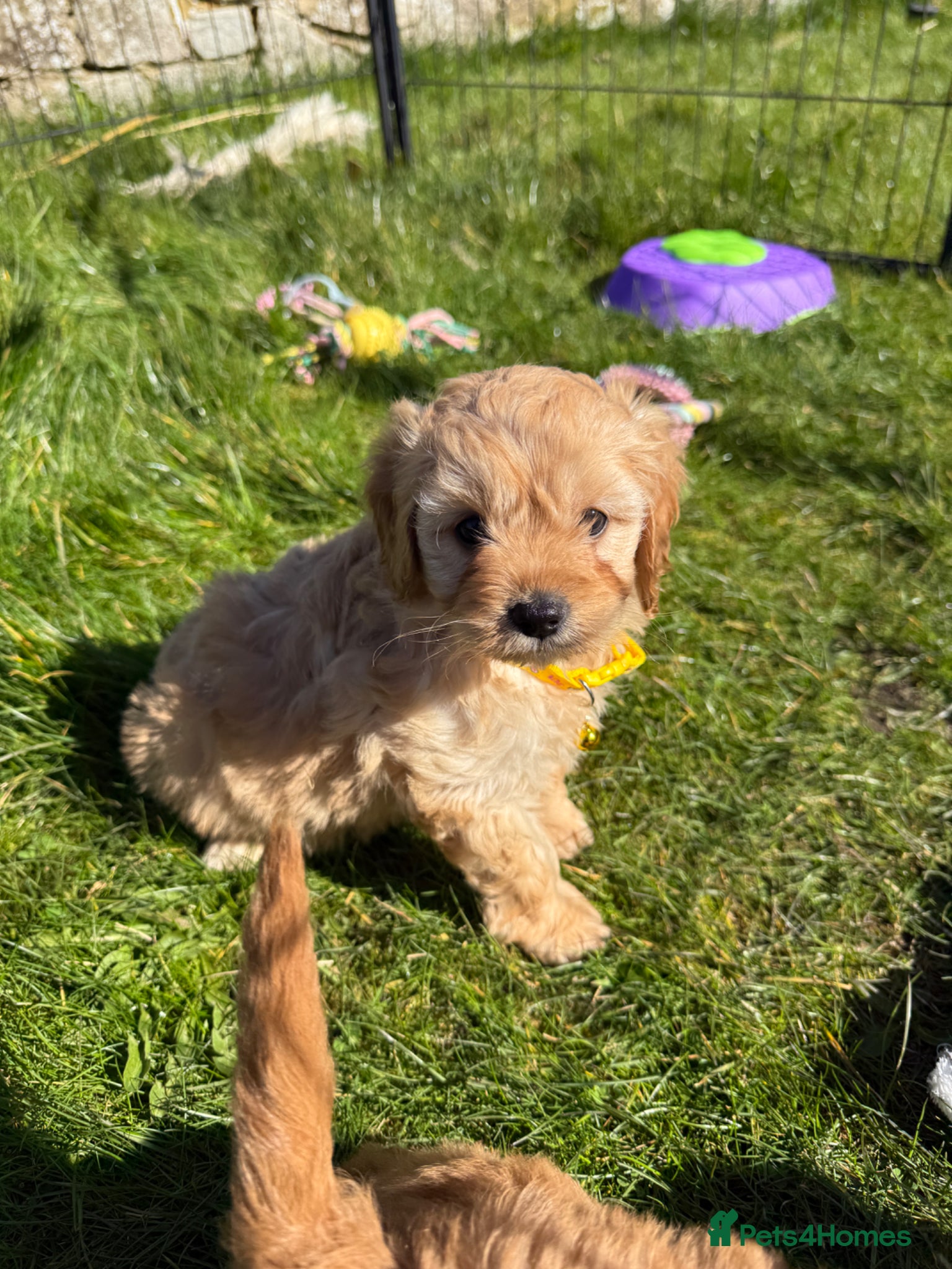 Cavapoo dogs Beautiful Health Tested Cavapoo Puppies - Advert 1