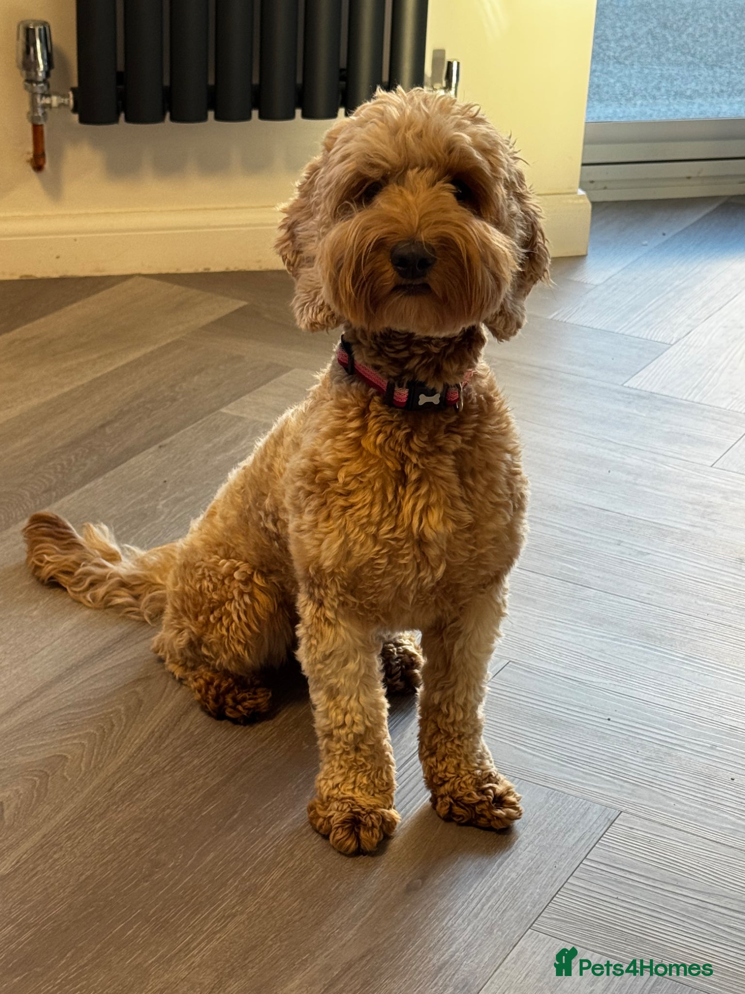 Cockapoo dogs Honey - Advert 12