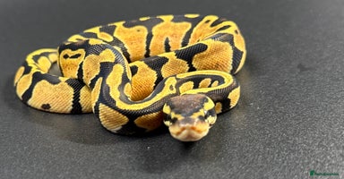 Python Snake reptiles - Advert 13