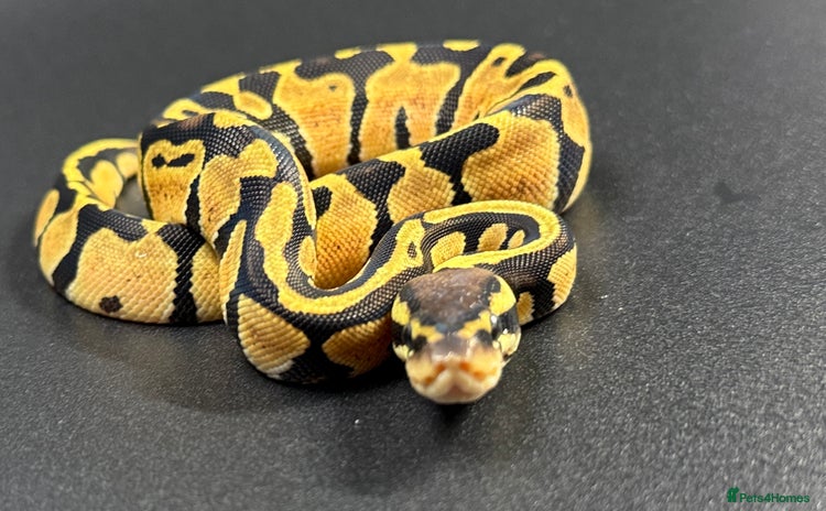 Python Snake reptiles - Advert 4