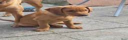 Labrador Retriever dogs for sale: Fox red labradors - Advert 3