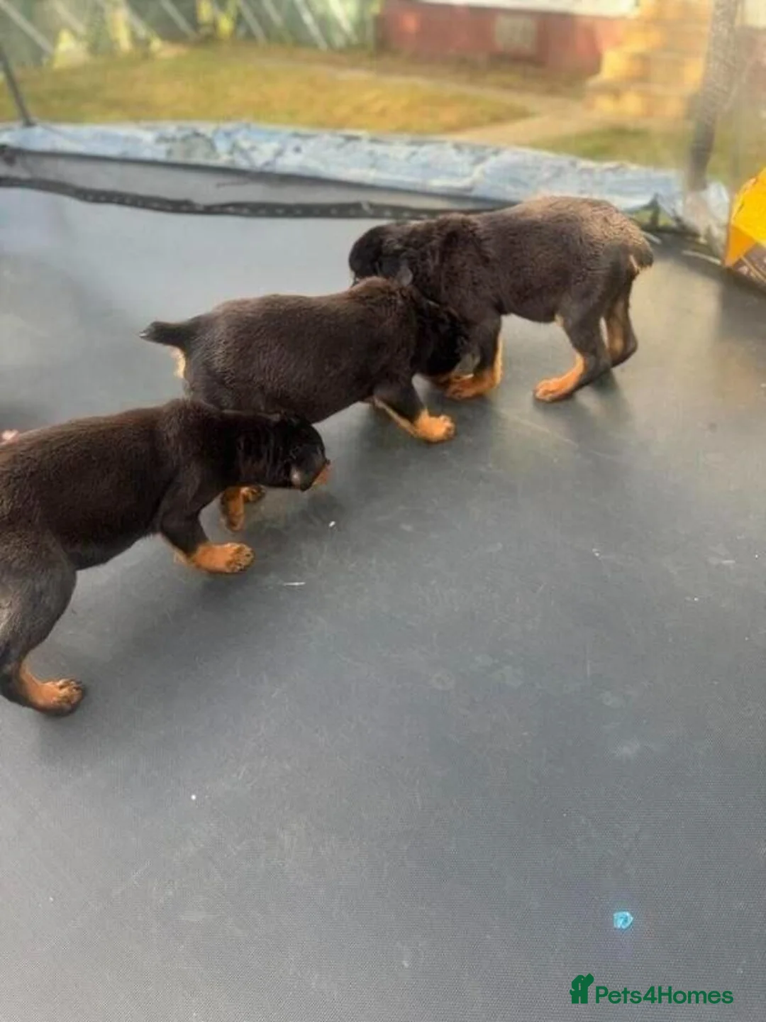 Rottweiler dogs for sale: Beautiful Rottweilers puppies in Malvern - Advert 2