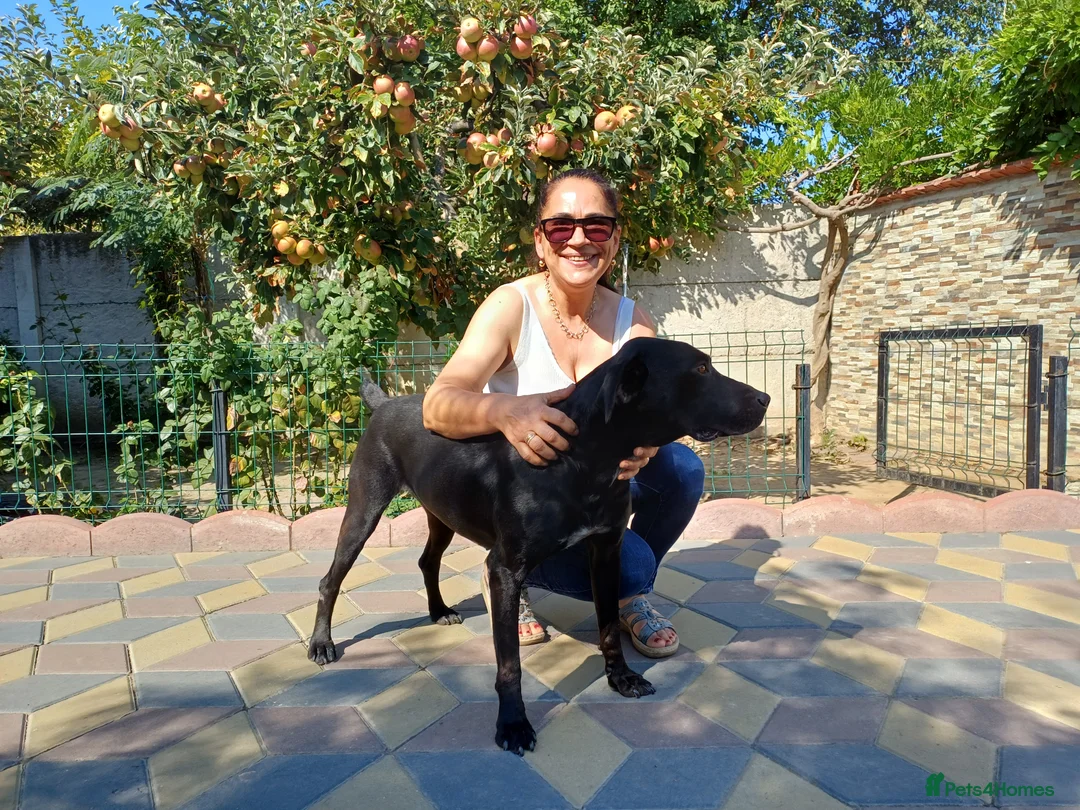 Mixed Breed dogs for adoption: Beautiful and Gentle JULIETTE - for a Loving Home in Nottingham - Advert 1