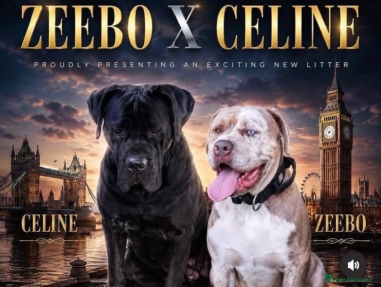 Mixed Breed dogs 🐶 BEAUTIFUL CANE CORSO x BANDOG FEMALE PUPPY 🐶 - Advert 3