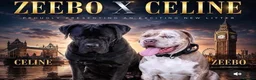 Mixed Breed dogs for sale: 🐶 BEAUTIFUL CANE CORSO x BANDOG FEMALE PUPPY 🐶 - Advert 1