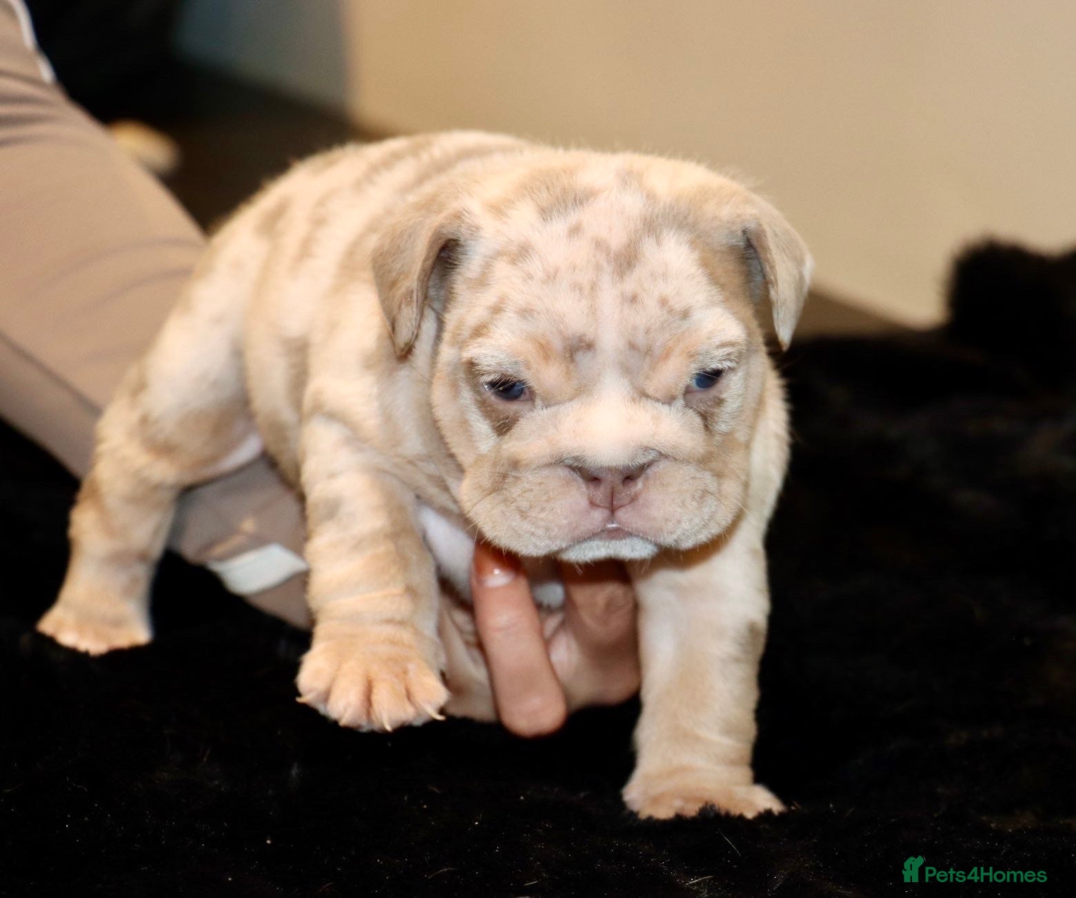 English Bulldog dogs 8 Stunning bulldog puppies, 4 males,4 females - Advert 1