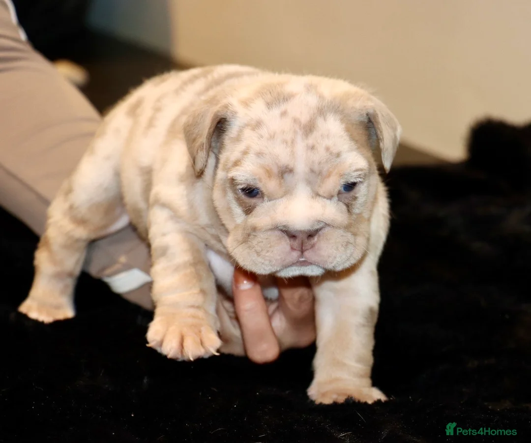 English Bulldog dogs for sale: 8 Stunning bulldog puppies, 4 males,4 females - Advert 1