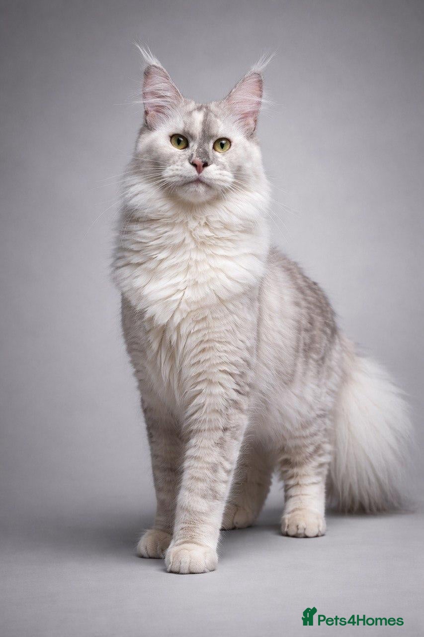 Maine Coon cats for sale: Maine Coons ready now - Advert 1